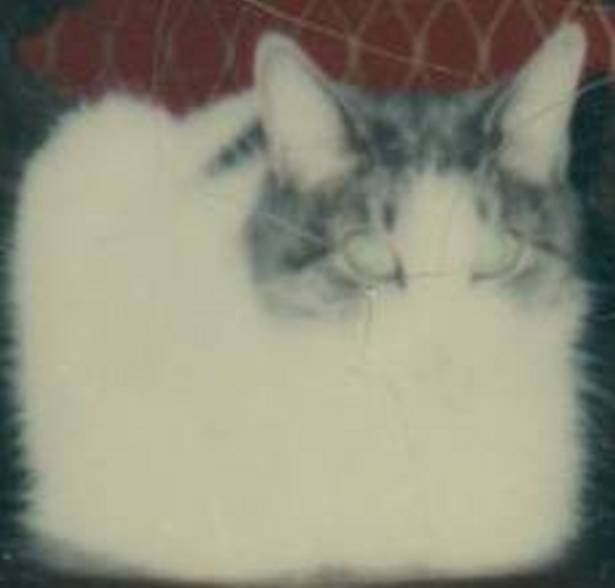 Please Don't Take my Picture with my Cathairs Looking Like This