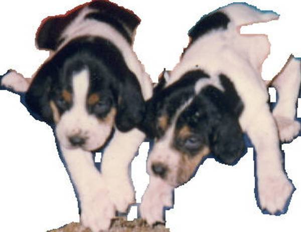 Here are a Couple of Puppies being held by the Invisible Children