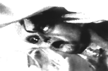wpe6.gif (43159 bytes)