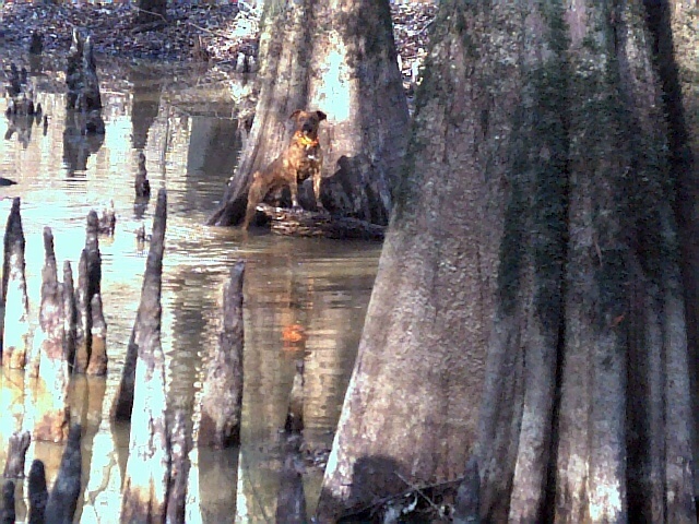 My Duke dog in the Old River WMA 