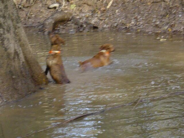 Swamp Hunting at its finest. 