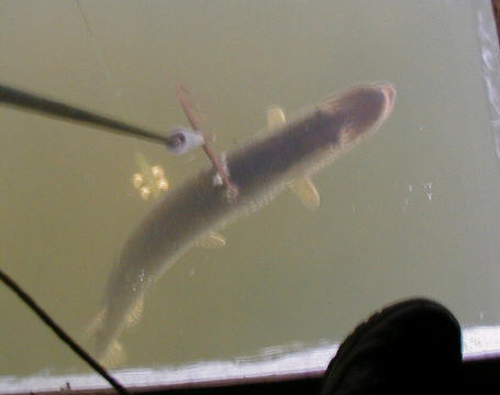 17 lb. Pike on Spear