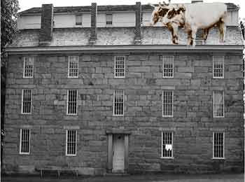 Ox on the Roof