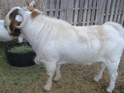 Sire: Ennobled 2Dox Amigo