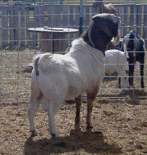 Sire: Ennobled LRB Hobenero