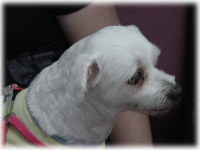 doggy~~