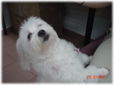 doggy~~
