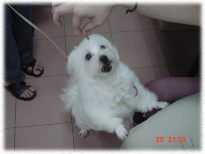 doggy~~