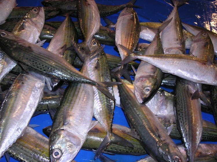 Fish Market