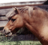 Lazy R Ranch Sirs Fancy Dan