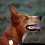 Our dog Foxy