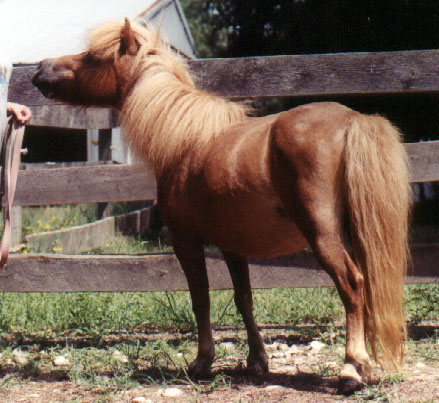 Adelaides Wee Lass of Havenbrook