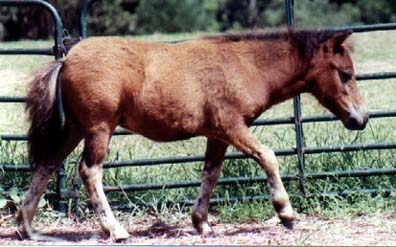 OMD Sweet Gypsy Rose