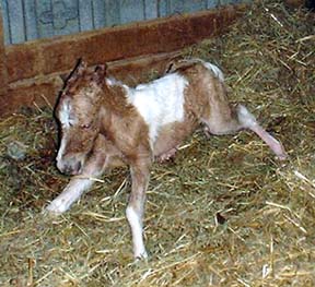 Newborn OMD Class Act