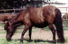 Burrcrest Risque