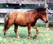 OMD Sweet Gypsy Rose