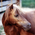Lazy R Ranch Roxie Royelle