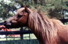 Lazy R Ranch Roxy Royelle