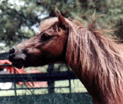 Lazy R Ranch Roxy Royelle