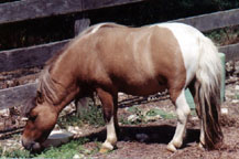 Lazy R Ranch Sirs Fancy Dan