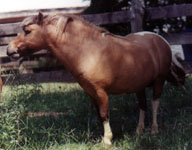 Lazy R Ranch Sirs Fancy Dan