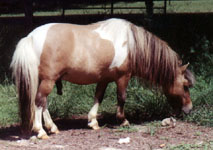 Lazy R Ranch Sirs Fancy Dan