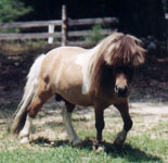 Lazy R Ranch Sirs Fancy Dan