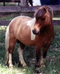 Lazy R Ranch Sirs Fancy Dan
