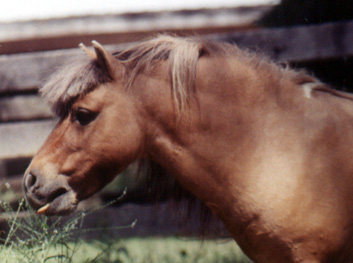 Lazy R Ranch Sirs Fancy Dan