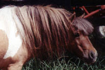 Lazy R Ranch Sirs Fancy Dan