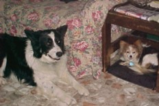 The Assistants