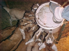 Got milk?