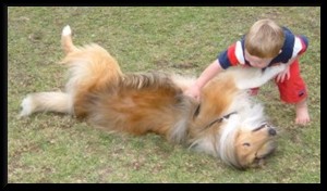 Rescue Collie "Robbie" and friend