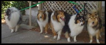 More Adopted Rescue Collies