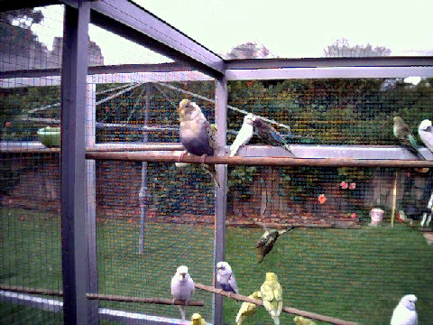 budgies017.BMP
