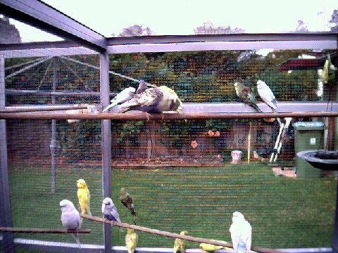 budgies018.BMP