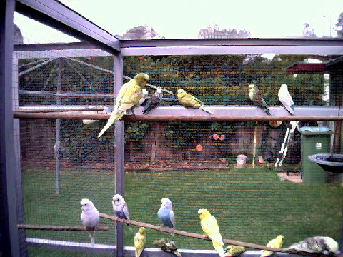 budgies019.BMP