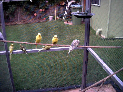 budgies020.BMP
