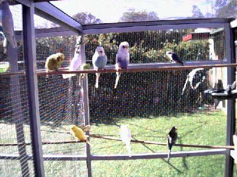 Budgies009.jpg