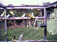 budgies009.BMP
