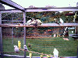 budgies018.BMP