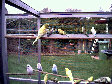 budgies019.BMP