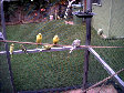 budgies020.BMP