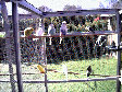 Budgies009.jpg