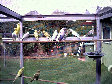 budgies010.BMP