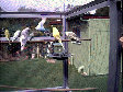 budgies011.BMP