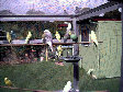 budgies012.BMP