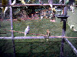 budgies013.BMP