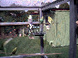 budgies014.BMP