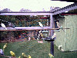 budgies015.BMP